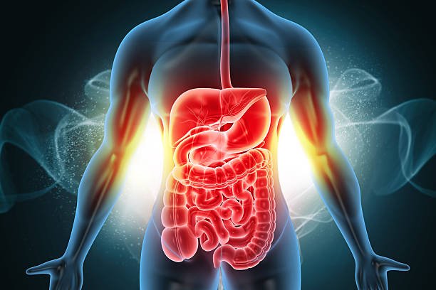 digestive system